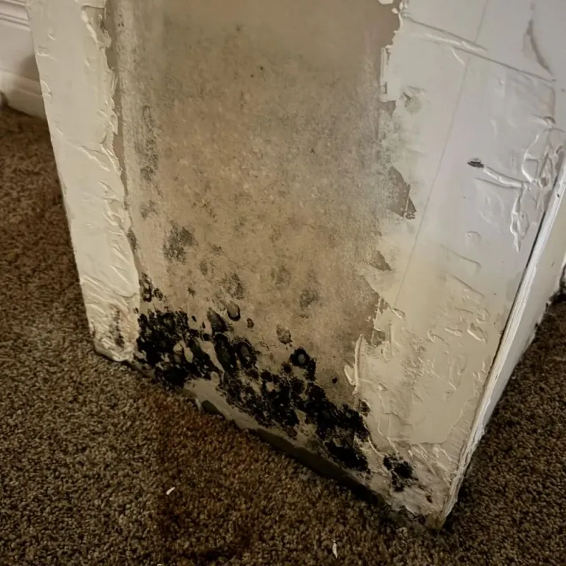 Professional Mold Removal in Pinole, CA